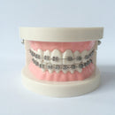 orthodontic teaching model with buccal tubes/orthodontic practice teeth model model
