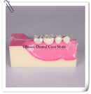 dental lab tooth model molar cross section study teeth model