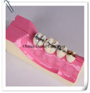 dental lab tooth model molar cross section study teeth model